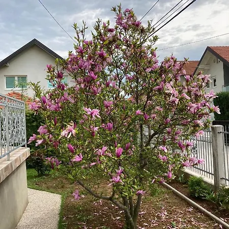 Magnolija *